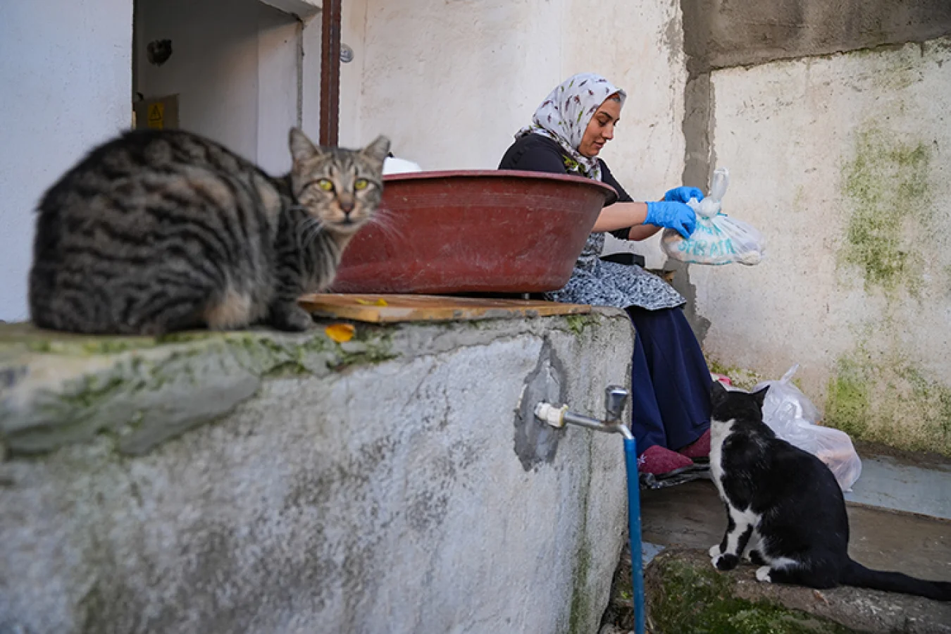 İzmir'de yaşayan Hamide Kutlu, kedi ve köpekleri her sabah ve akşam doyuruyor.